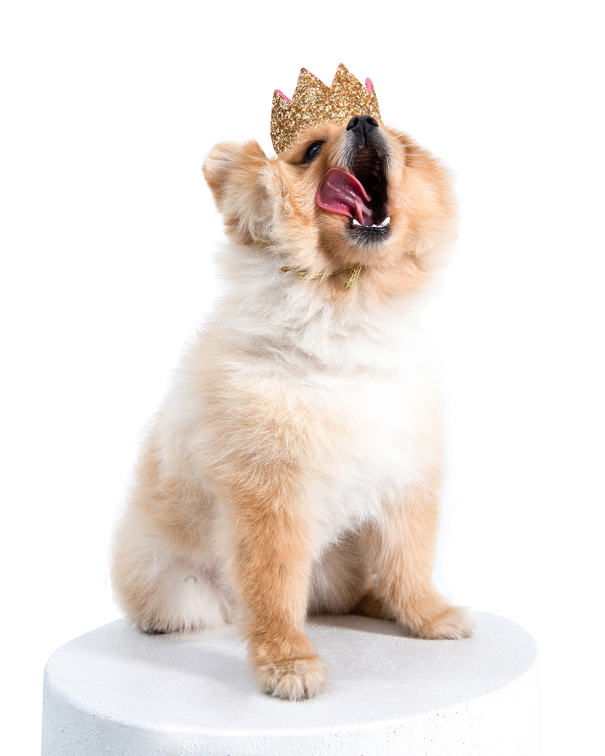 Meta Dog Crown - Stylish Gold Crown for Pets