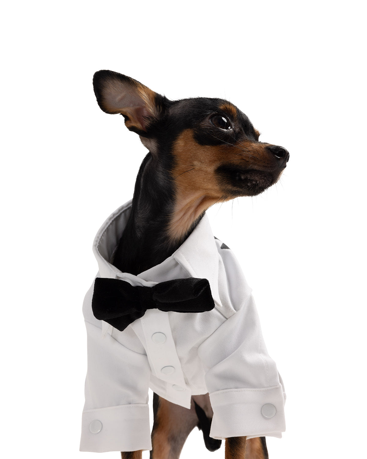 Groom Dog Shirt