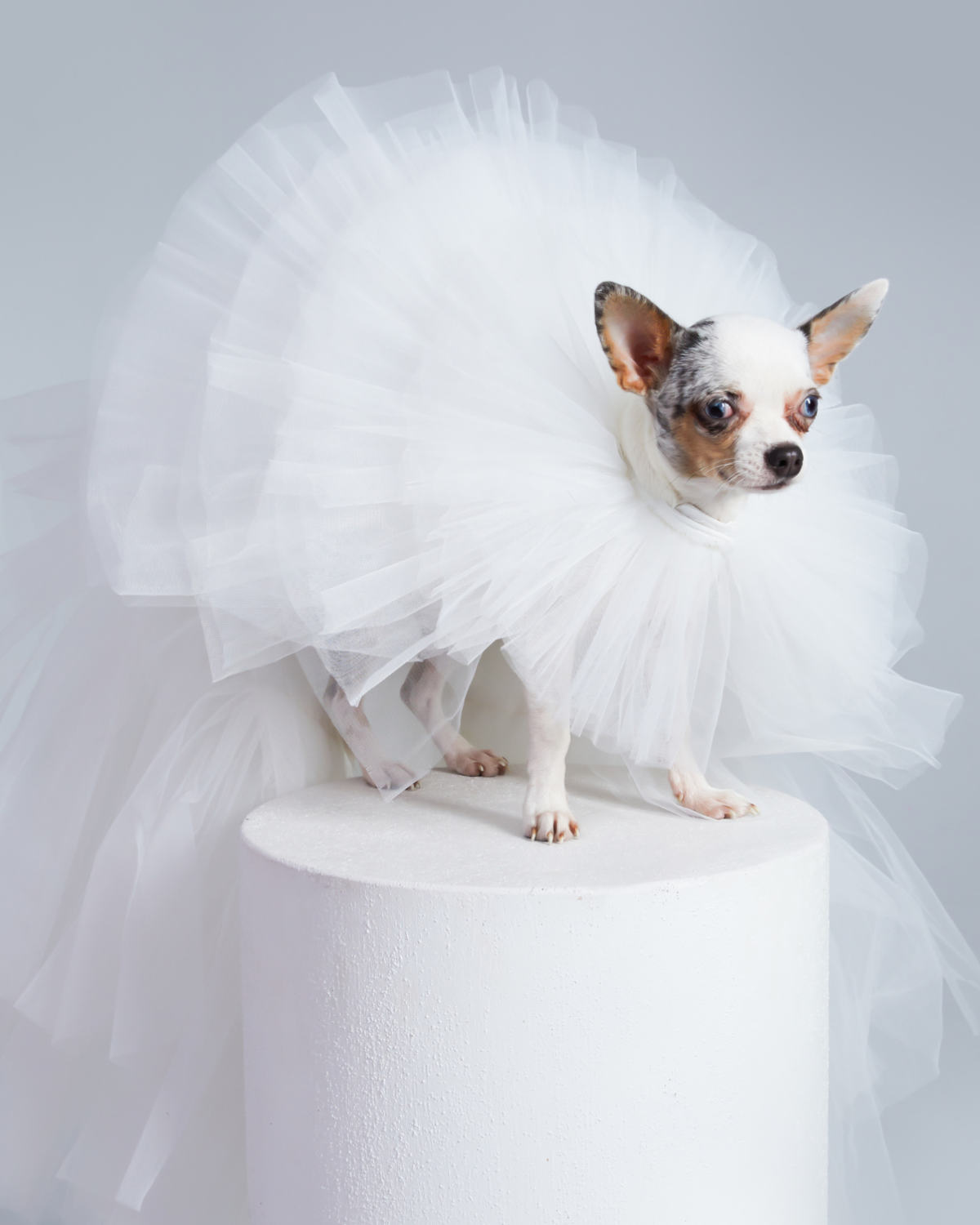 Bride Gown for Pets